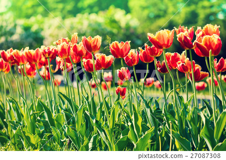 Terry tulips blooming in the park 27087308