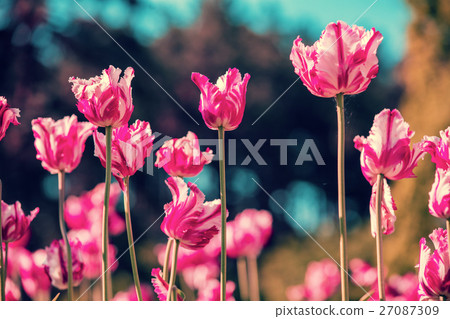 Terry tulips blooming in the garden 27087309