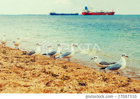 Seagulls on the beach 27087310
