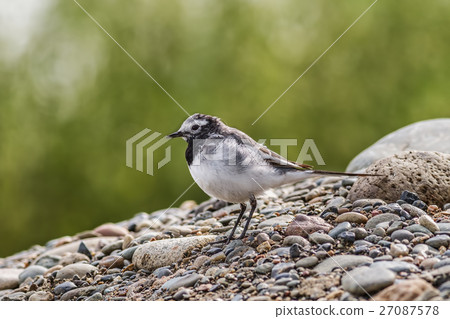 White Wagtail White Wagtail 27087578