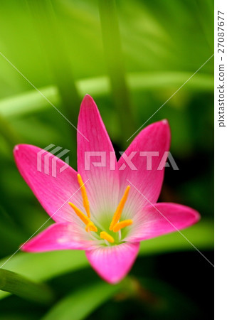 Pink beautiful Fairy lily in garden. 27087677