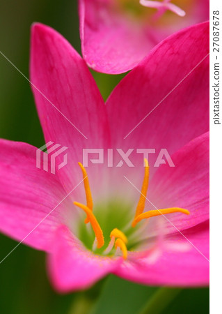 Pink beautiful Fairy lily in garden. Pink beautiful Fairy lily in garden. 27087678