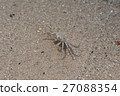 Small Crab on sand of the beach 27088354