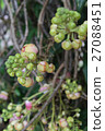 flower tree nearly bloom 27088451