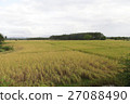 Rice field in Trang Thailand 27088490