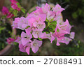 Bougainvillea flower 27088491