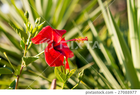 Red hibiscus close-up Red hibiscus close-up 27088977