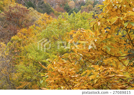 Autumn leaves of Okutane no Toshonoki Autumn leaves of Okutane no Toshonoki 27089815