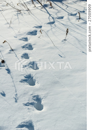 雪原的腳印 雪原的腳印 27089909