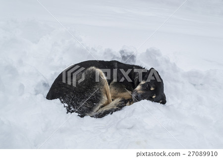 Dog sleeping on snow 27089910