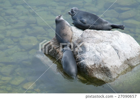 The Baikal seal nerpa 27090657