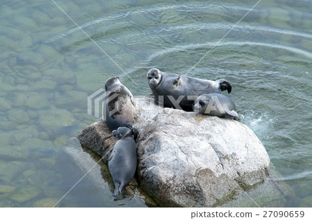 The Baikal seal nerpa The Baikal seal nerpa 27090659