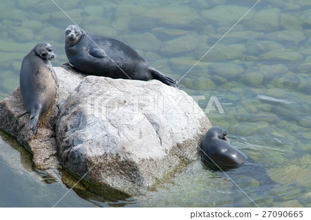 The Baikal seal nerpa 27090665