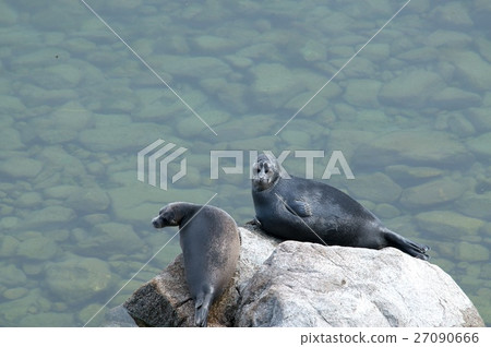 The Baikal seal nerpa 27090666