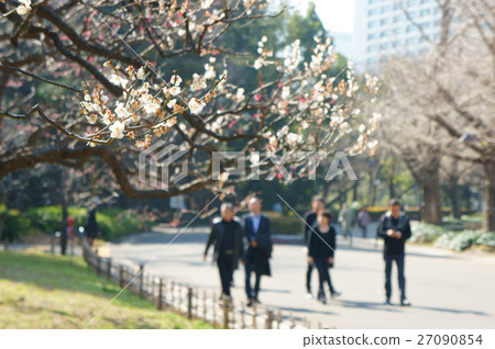 Walk under the plum 27090854