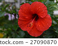 Hibiscus 27090870