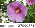 Autumn flowers 27090871