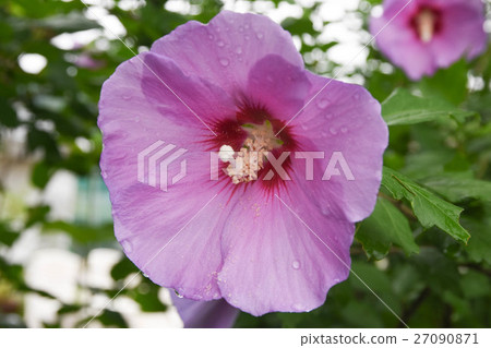 秋天的花朵 秋天的花朵 27090871