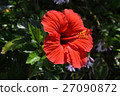 Hibiscus 27090872