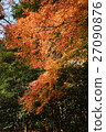 Autumn leaves 27090876