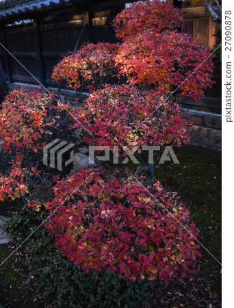 秋天的花朵 秋天的花朵 27090878