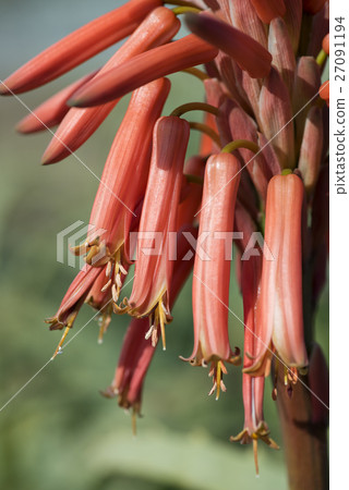 Aloe flowers 27091194