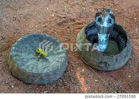 Cobra in a hamper 27091590