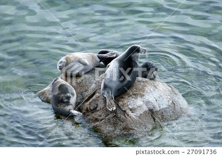 The Baikal seal nerpa 27091736