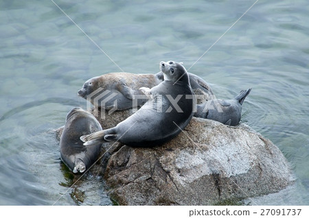 The Baikal seal nerpa 27091737
