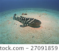 Trough shark's young fish 3 27091859