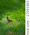 bird in a park, Common Myna bird 27091865