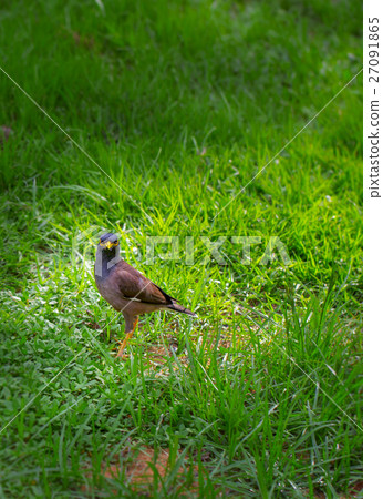 bird in a park, Common Myna bird bird in a park, Common Myna bird 27091865