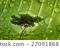 Tree in rain drop on green leaf 27091868