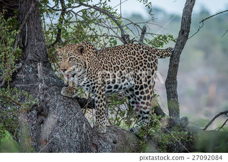 Leopard looking out of a tree. Leopard looking out of a tree. 27092084