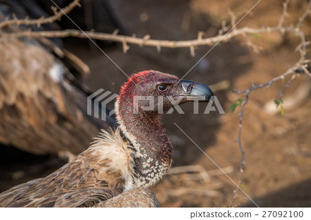 White-backed vulture with a bloody head. White-backed vulture with a bloody head. 27092100