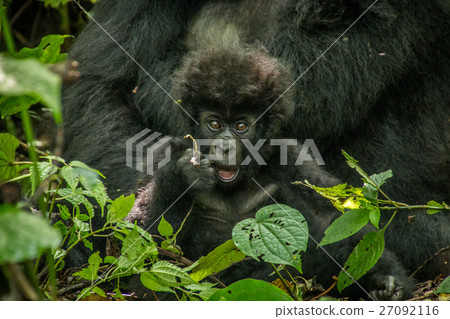 Baby Mountain gorilla laying with his mother. 27092116