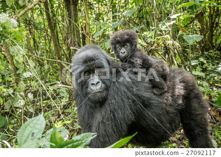 Baby Mountain gorilla sitting on his mother. 27092117