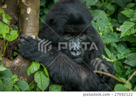 Mountain gorilla sitting in the leaves. Mountain gorilla sitting in the leaves. 27092122