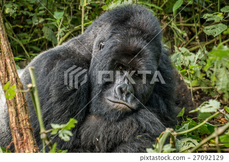 Silverback Mountain gorilla laying in the leaves. Silverback Mountain gorilla laying in the leaves. 27092129