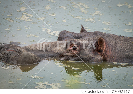 Close up of a Hippo's head in the water. 27092147