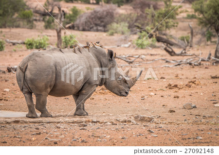 White rhino with lots of Red-billed oxpeckers. 27092148