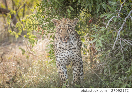 A Leopard walking towards the camera. 27092172