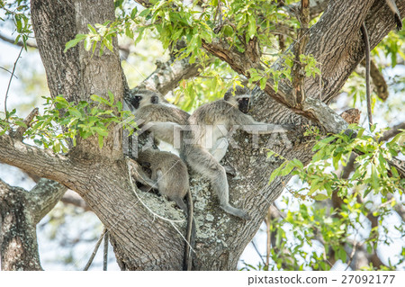 Three Vervet monkeys sleeping in a tree. Three Vervet monkeys sleeping in a tree. 27092177