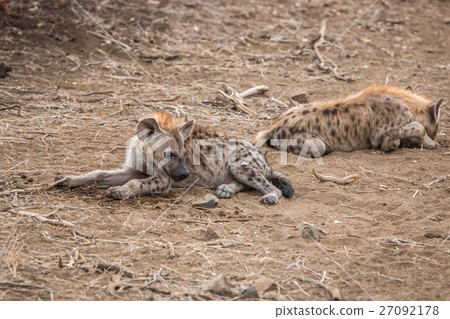 Young Spotted hyena laying on the ground. 27092178
