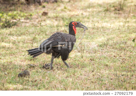 Southern ground hornbill walking with a Lizard. 27092179