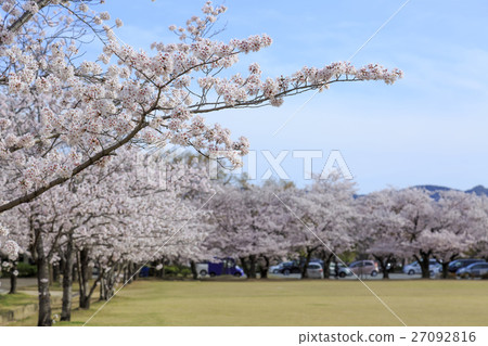 春天·櫻花盛開 27092816