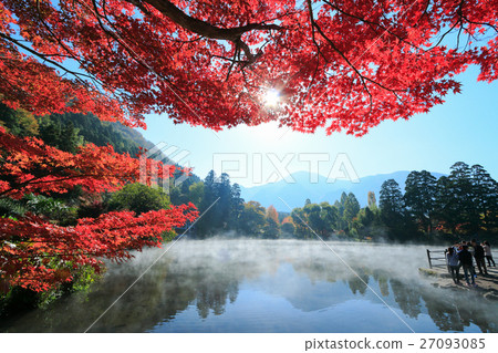 Autumn Yufuin steaming morning gold scales and autumn leaves 27093085
