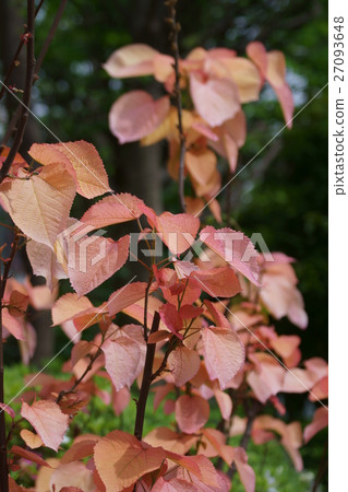 大葉紅大黃紅豆花語是“清心” 27093648