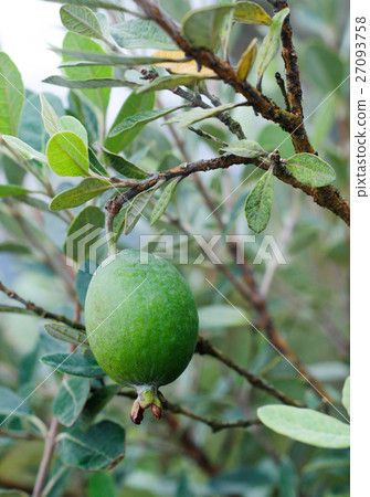 Feijoa tree twig with fruit (Acca) 27093758