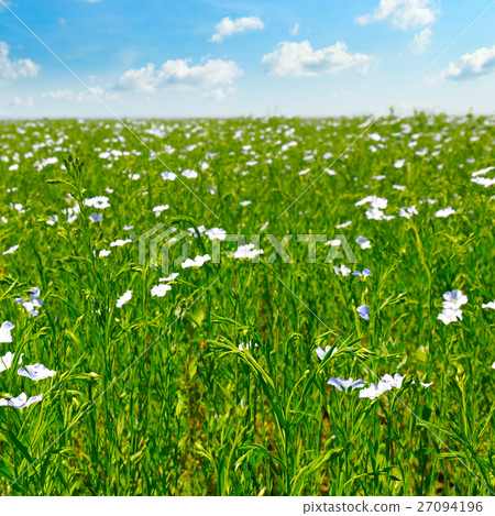 field with flowering flax and blue sky 27094196